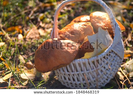 Wild mushrooms growing in the autumn forest  Royalty-Free Stock Photo #1848468319