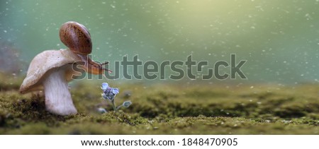 Banner with the magic snail on the mushroom and flower with rain drops. Macro wildlife in the forest. Beautiful green background with falling snow. Copy space for text.