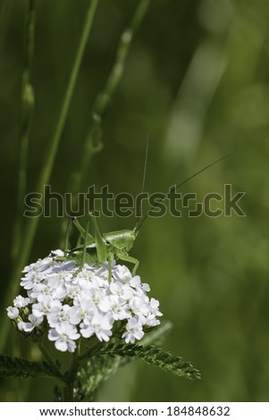 grasshopper on white bloom Macro picture from a green grasshopper sitting on an white flower.