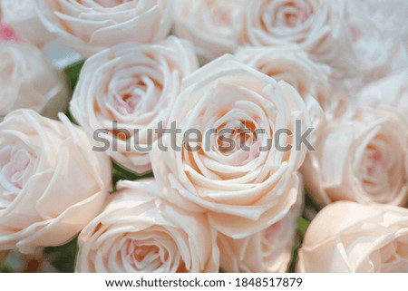 Blurred a group of sweet pink roses blossom with softly style for background backdrop