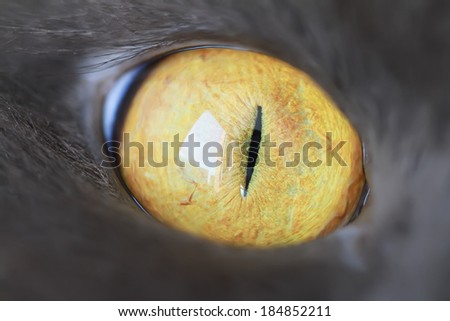 cat's-eye in macro