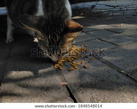 Cat is eating on the roadside 