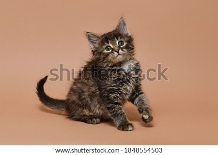 Sitting cute fluffy tabby kitten with paw up on beige background. Isolated
