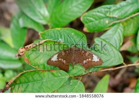 brown butterfly on withered leaf in forest