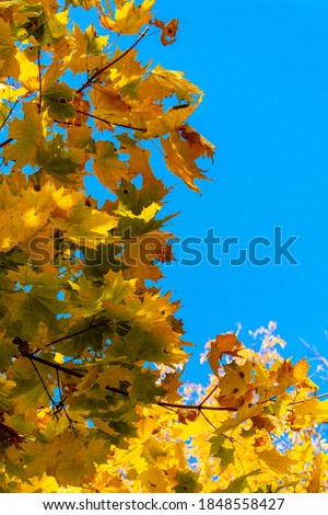 Autumn. Close-up of branches with yellow maple leaves against a blue sky.