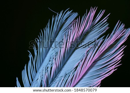 Close up beautiful faded palm leaf in neon light on a black. Minimalism retro style concept. Background pattern  texture for design. 