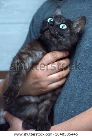 adult affectionate black with smoky undercoat cat in her arms portrait
