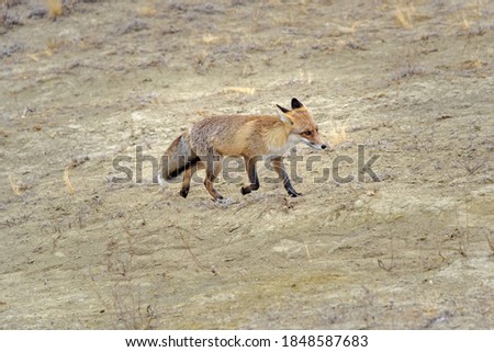 A wild red Fox running in the desert.
