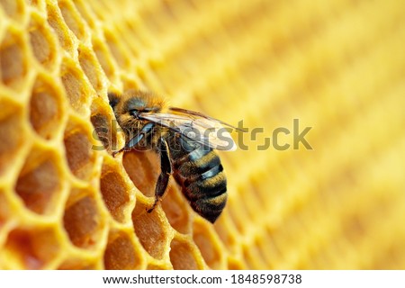 Macro photo of working bees on honeycombs. Beekeeping and honey production image. Royalty-Free Stock Photo #1848598738