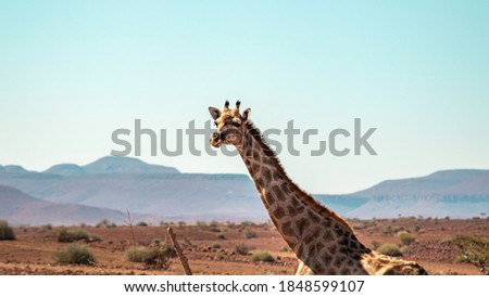 Giraffes in dry North West Namibia