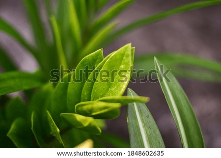 Green plants in nature on blur background.