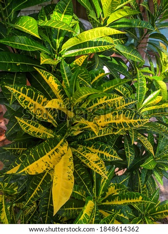 Green and yellow croton plants in tropical gardens. Colorful leaves of tropical crayons