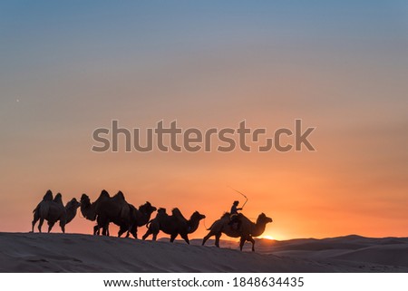 Desert and camel team in Inner Mongolia of China at sunset Royalty-Free Stock Photo #1848634435