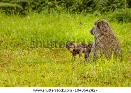 Chacma baboon (Papio ursinus) mother and a young cute baboon baby, Lake Mutanda, Uganda.	
