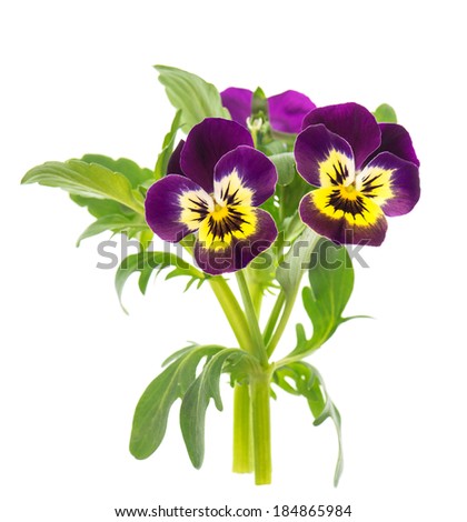 closeup of pansy isolated on white background. violet and yellow spring flowers