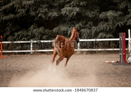 Beautiful horses galloping in the arena