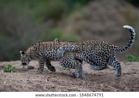 2 Leopard cubs seen playing on a safari in South Africa