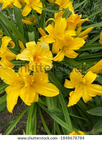 yellow flowers  "day lilies" in the green foliage