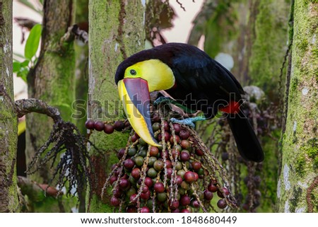 Chestnut-mandibled toucan or Swainson’s toucan, Ramphastos ambiguus swainsonii. Yellow-throated toucan in a palm tree to eat palm nuts in Tortuguero National Park, Сentral America, Costa Rica