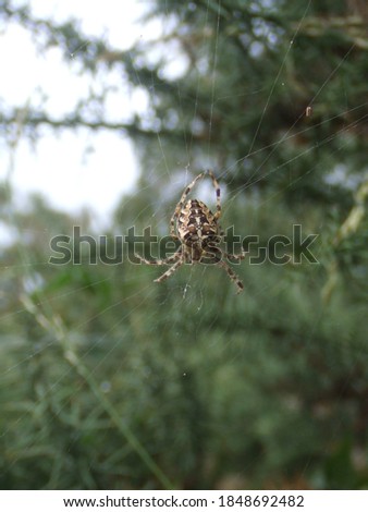 Garden cross spider, pictured in Hampshire, UK.