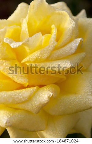 Detail of a yellow Rose