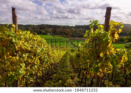 Idyllic view of vineyards in Maastricht changing colours in Autumn with an amazing view over the valley and the forest of the opposite Sint Pietersberg (English: Saint Pietershill) with a dramatic sky