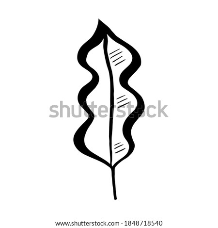 Hand drawn forest leaf, branch. Vector illustration for  card, home decor. 
Isolated on white backdrop. 