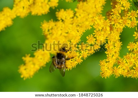 A bumblebee collects honey on a goldenrod flower. a large hairy bee with a loud buzzing, living in colonies in underground burrows. a plant from the chamomile family, with small bright yellow flowers