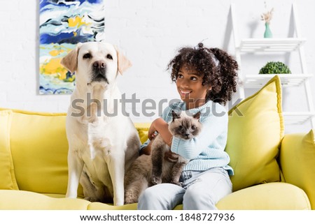 Cheerful african american girl embracing siamese cat, looking at labrador sitting on sofa, on blurred background