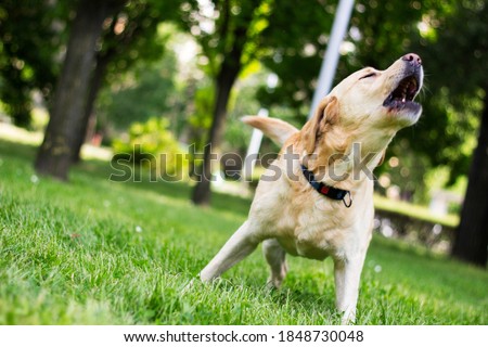 Labrador dog barking at city park Royalty-Free Stock Photo #1848730048
