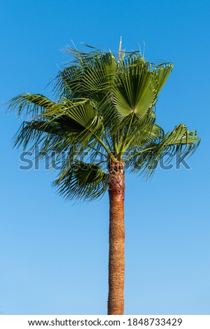 Vertical photo of lonely palm tree with blue sky without clouds in the background,