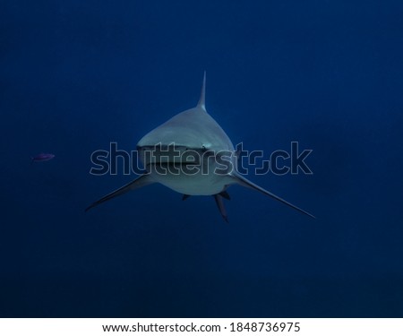 Bull shark is comming frontal towards isolated at blue background.