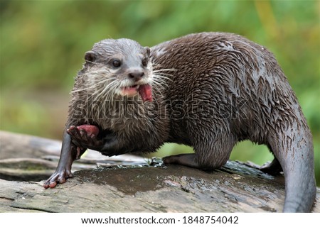 otter with wet fur on a tree stem carrying food