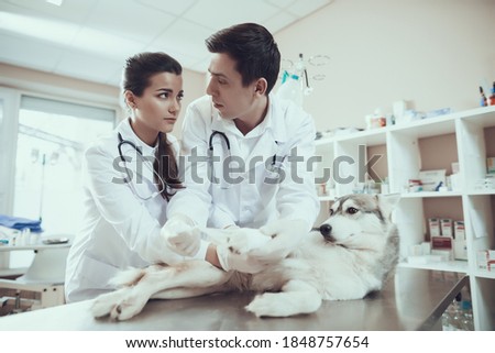 Veterinarians put a bandage on a sore dog paw. A woman in a white coat stands next to a man a veterinarian who rewinds a dog paw.