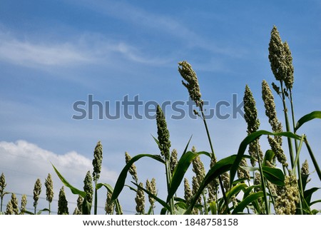 sorghum crop that is ready to harvest