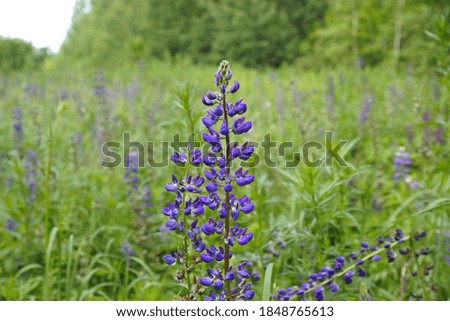 Delicate purple lupins on a blurred green background