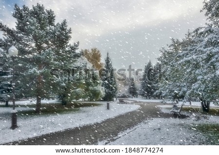 First snowfall in colorful autumn city park. White fluffy snow covered  trees and bushes foliage, needles of firs. Change of seasons - fairy tale of winter beginning. Snowy morning landscape
