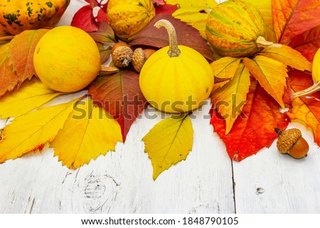 Colorful fall leaves with decorative pumpkins on white wooden boards. Festive autumn background, card for Thanksgiving or Halloween, seasonal good mood, close up