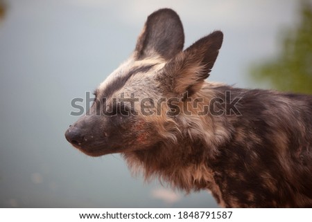 Hyena is a powerful predator with a very strong jaw.