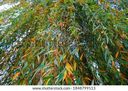 leaves and branches of a large willow