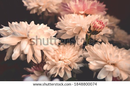   Chrysanthemums chrysanthemum blooming flowers close up as retro vintage botanical floral spring pink pattern background backdrop                             