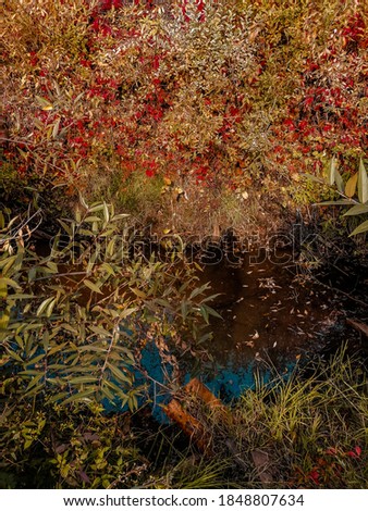 a small pond in the countryside in autumn. Red wild grape leaves.