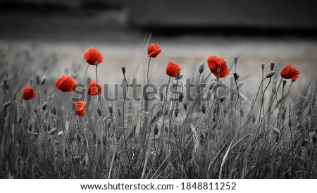 Black, white and red. Wild poppies