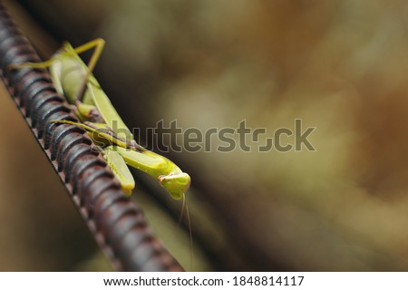 Insect on the street. Large green mantis sits on an iron beam. Fear of insects, insectophobia.