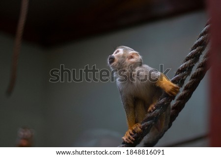 monkey on a branch looking at the camera