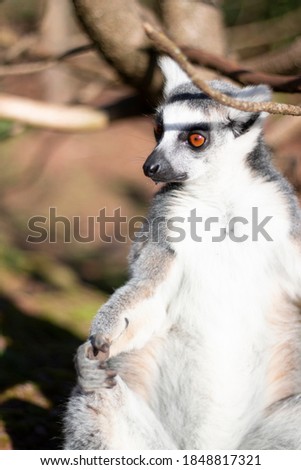 Ring tailed lemur in nature