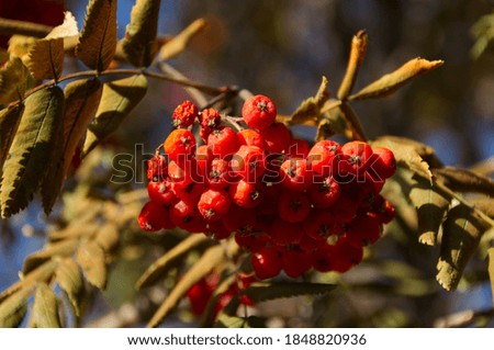 Mountain Ash Berries in the Autumn