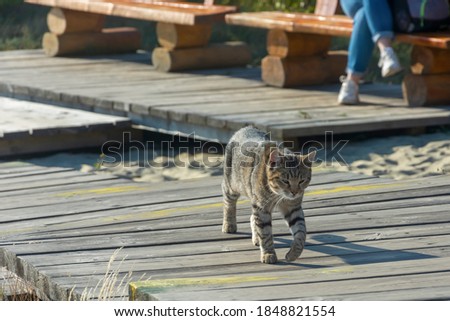 Large gray tabby cat walks in public park. Animal independence concept. Selective focus, blurred background.