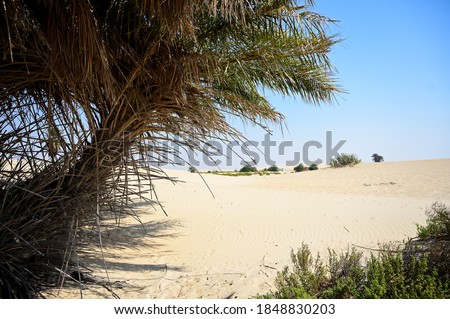 Yellow desert in east of Saudi Arabia 