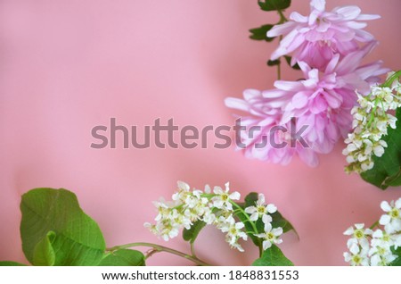 Beautiful spring or summer white flowers of apple or bird cherry, daffodil, lilac or purple aster on a pink background. save the space. top view.
